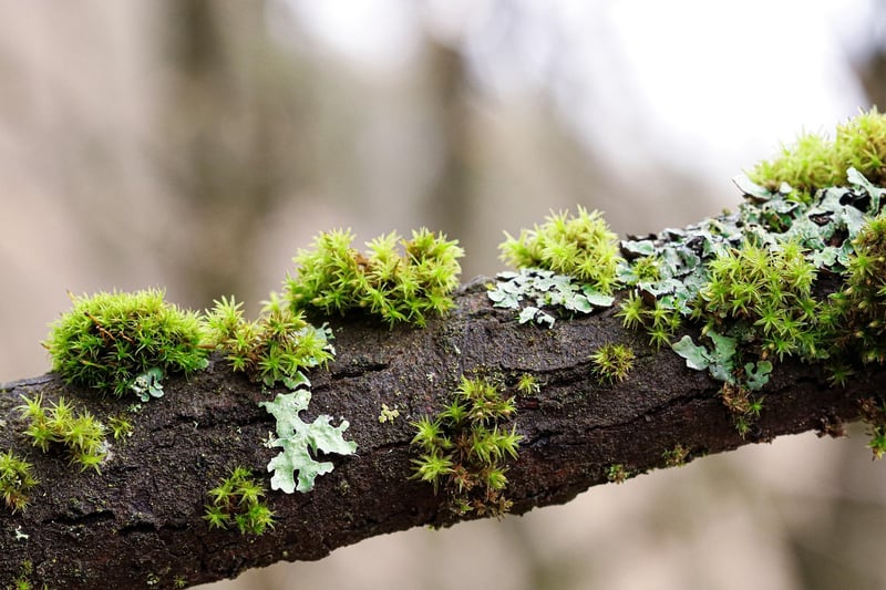 Woodland-inspired Details