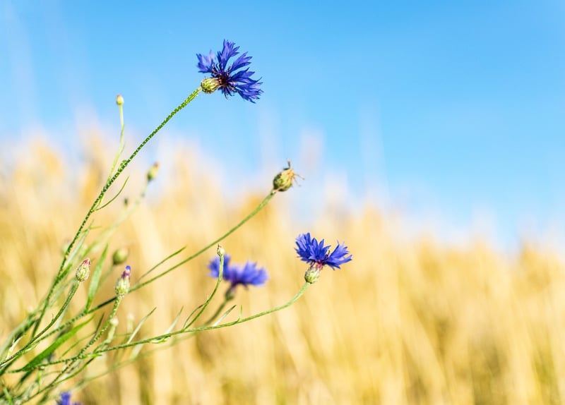 Plantable Seed Paper